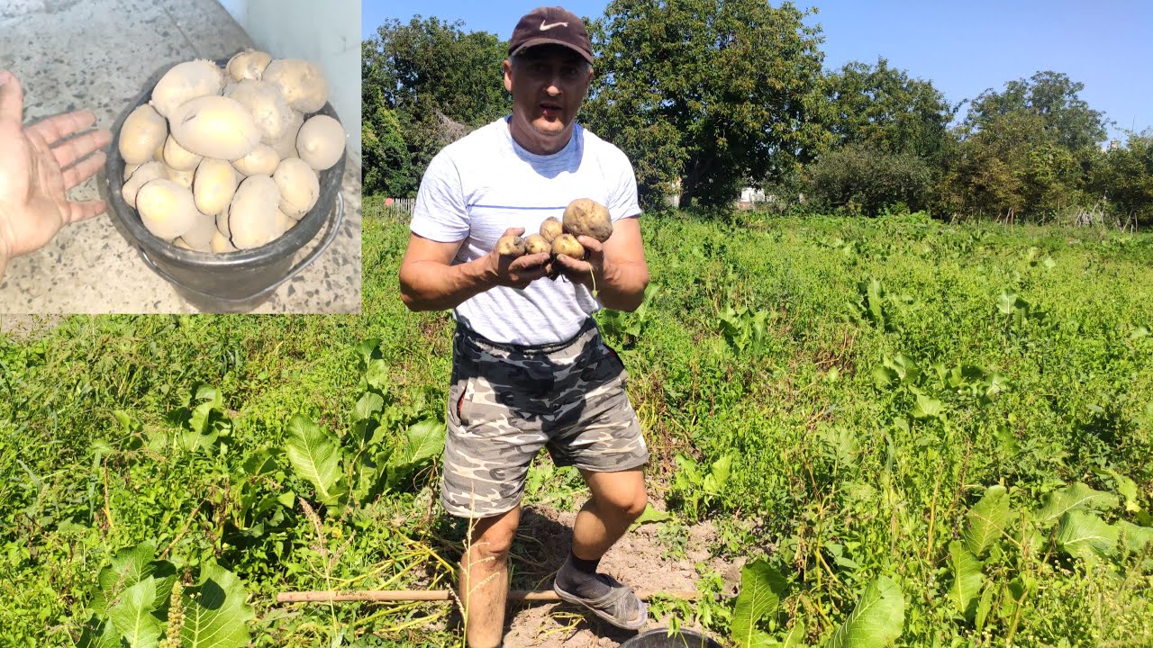 Почему у нас так зарастает сорняками картофель и как урожай? - YouTube