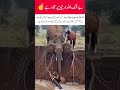 Elephant Saves Baby Horse ❤️#EmotionalVideo #NatureMiracle#Kindness #AnimalLove#ViralShorts #IqbalYT