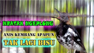 ANIS KEMBANG NRATAK GACOR NGEPLONG BUAT PANCINGAN ANIS KEMBANG BIAR BUNYI