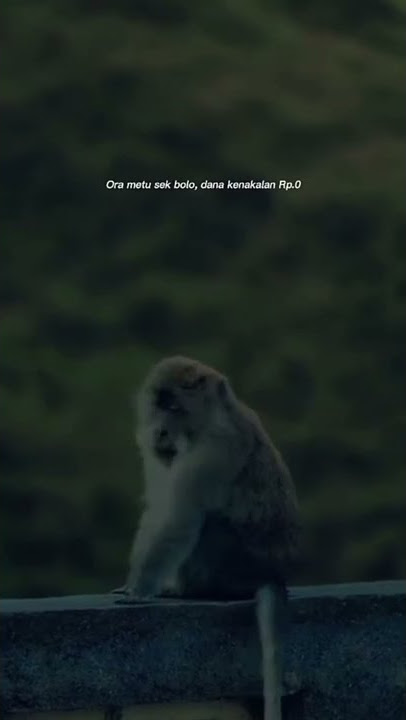 story wa bahasa jawa || dana kenakalan RP.0 || 😂