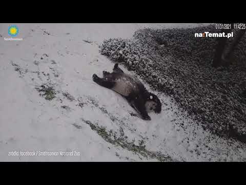 Wideo: Urocze Pandy Bawiące Się W śniegu
