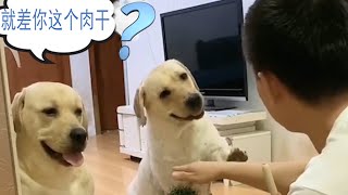 不一样的搞笑老四 😂之三 从小调皮的四哥很孝顺 | seven寵物拉布拉 Labrado funny animals