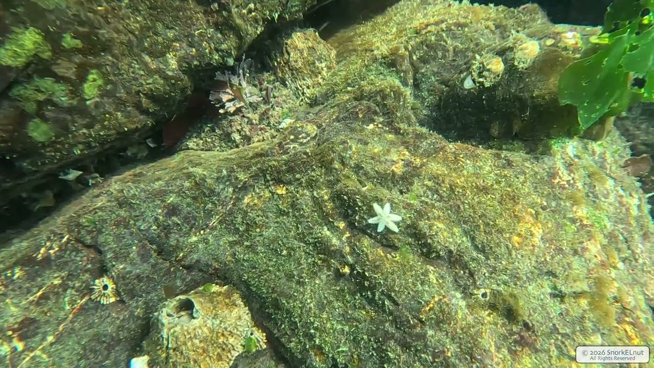 Six Ray Star | Vancouver Island | Underwater 4K | Snorkelling | 16 01 2026