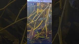 Natural Blackwater Biotope: Blue Ram Fish Nano Tank Tour #nature #aquatickingdom #blackwater