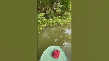 Câu Cá Diếc Mồi Tự Làm chưa đến 10k #caucagiaitri #cauca #carpfishing