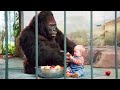 Full recapthis cute little baby climbed into the gorillas cage