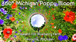 360° Poppy Field at Pleasant Hill Blueberry Farm in Fennville Michigan