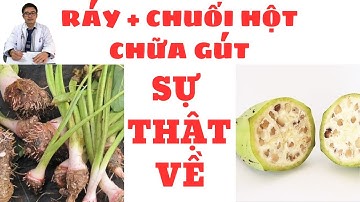 Ráy và Chuối Hột có chữa được gout không? Lý giải từ góc nhìn khoa học - Bác sỹ Hồng