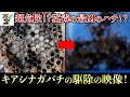 【ハチ王ポール】アシナガバチ駆除【オリジナル商品】