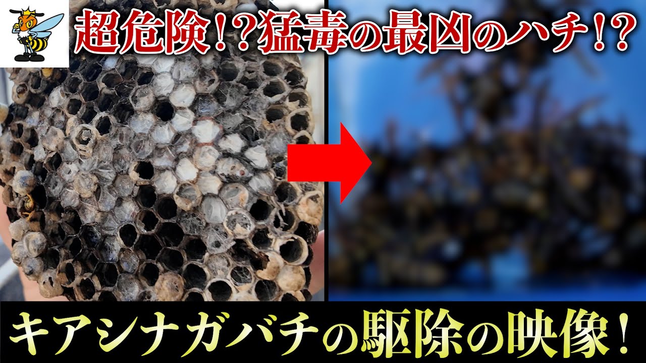 【ハチ王ポール】アシナガバチ駆除【オリジナル商品】