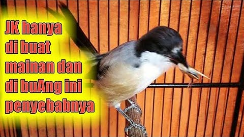 penyebab cendet gk doyan jangkrik