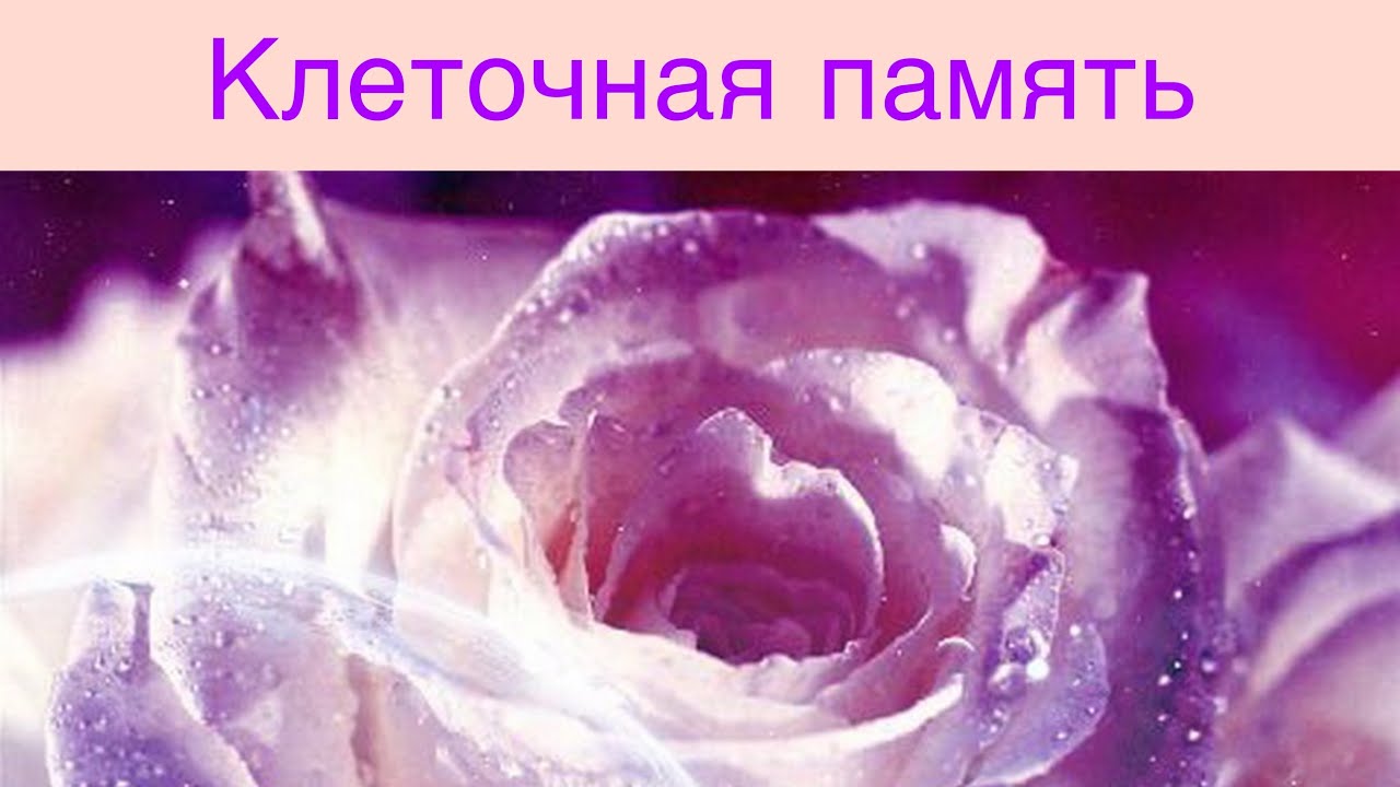 Белые розы фиолетовый. Фиолетовые розы. Фиолетовые розы фон.