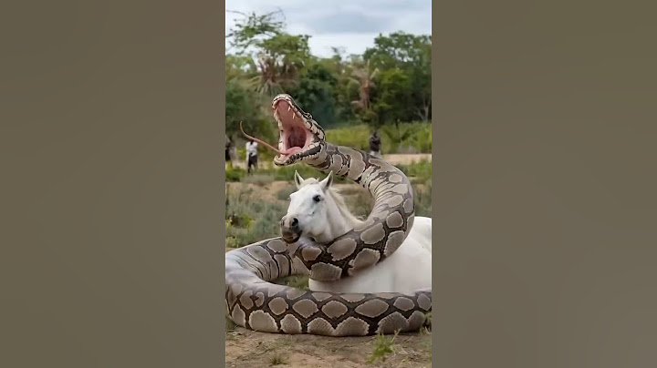 A Sucuri tem uma força brutal #curiosidades #documentarios #animals