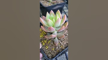 Thumbnail of Graptosedum California Sunset succulent. #shorts #succulent #graptosedum #plant