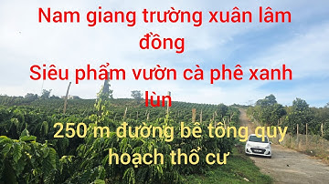 Siêu phẩm vườn cà phê xanh lùn đẹp mộng mơ 