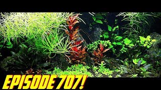 Episode 707! Trimming and moving Aquarium Plants 150 Gallon shrimp Aquascape!