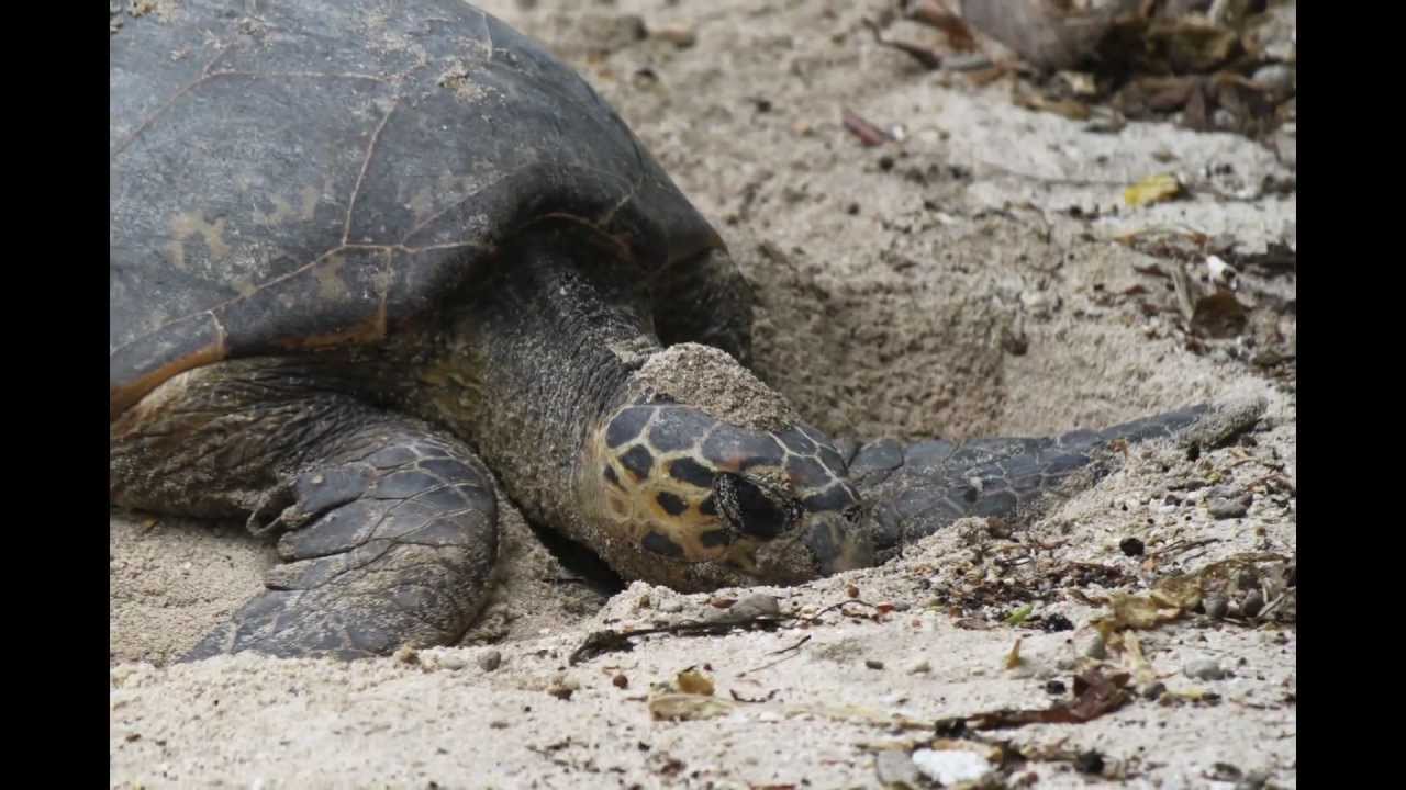 Photos Afrique du Sud & Seychelles