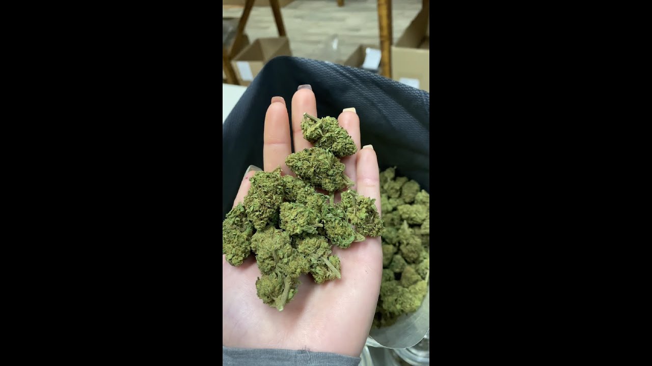 CBD 180 - Amnésia Premium Indoor Swiss