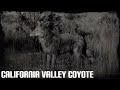 RED DEAD ONLINE - THE CALIFORNIA VALLEY COYOTE