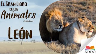 ¡TODO sobre LOS LEONES para NIÑOS!