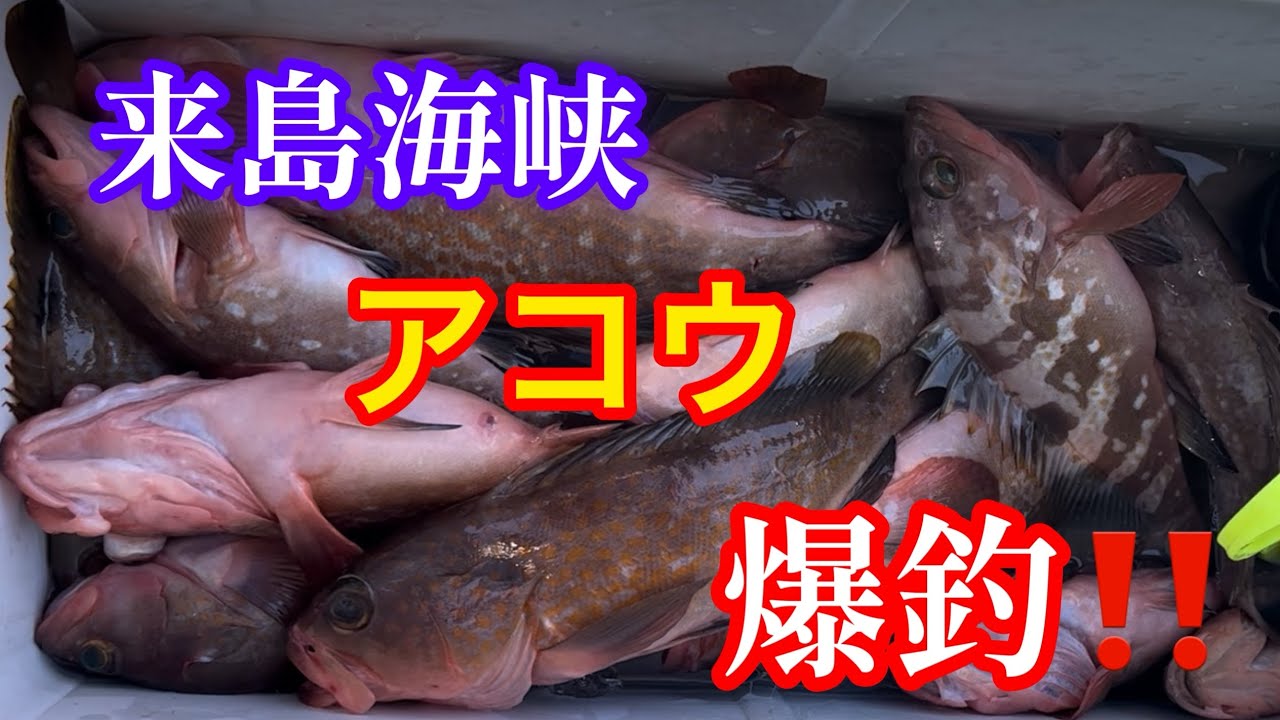 【アコラバ】仕掛けは●●●良型つ抜け続出‼️アコウしか食わん！！楽し過ぎる(^o^)／