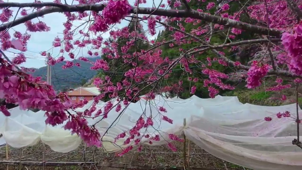 拉拉山甜蜜農場的悠閒時光