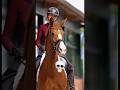 POV: You Just Met the Most Beautiful Chestnut Horse 🤎🐎 #shortvideo