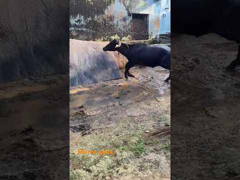 Rs 50000 Ka Murra Pada