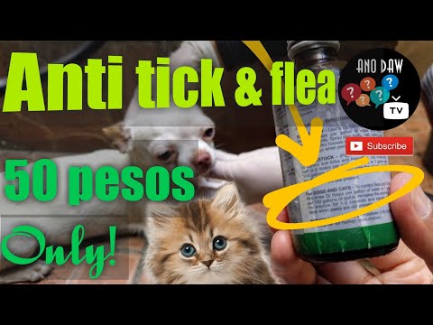 Video: Paano Mapupuksa Ang Mga Ticks Sa Pusa