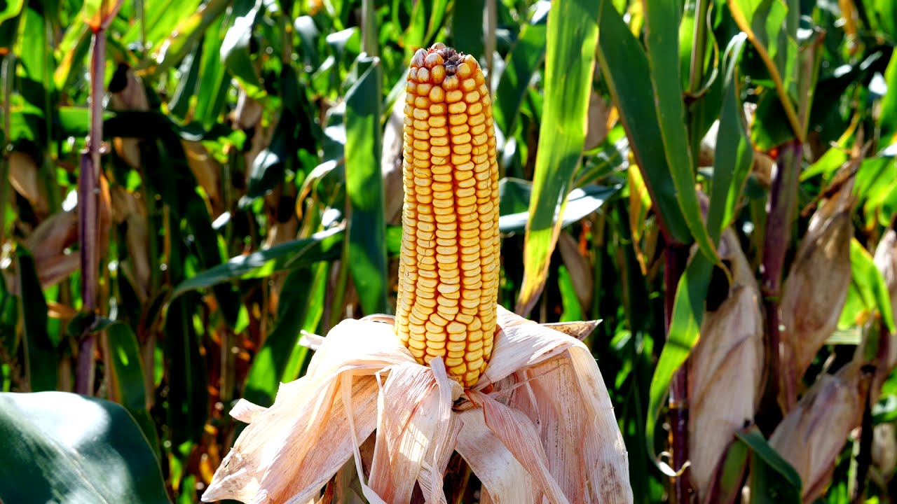 Pioneer hibridi kukuruza FAO 450 - 500 -- P9911, P0217, P0216 - YouTube