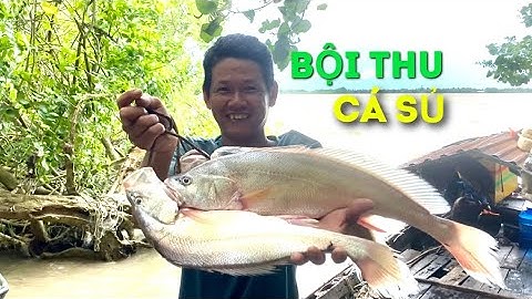 Thả lưới ngâm mùa bão dính được bầy CÁ SỦ ĐỰC | Cù Lao Dung Vlogs #186