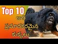 10 ప్రమాదకరమైన కుక్కలు/Top 10 Dangerous and Courageous Dogs in the World/The Telugu Explorer