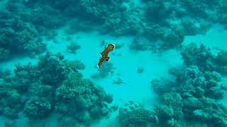 Black Flatworm Swims Close to Diver