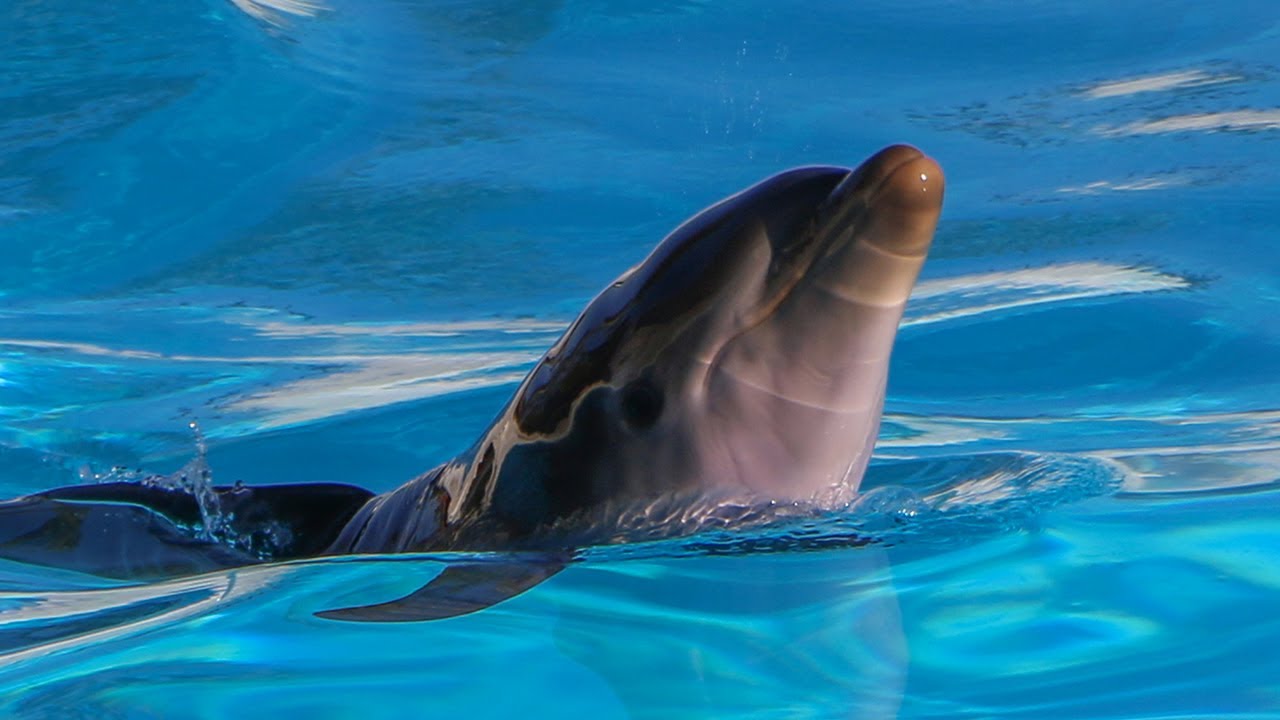 Curiosità sulla piccola Cucciola di Delfino Maya