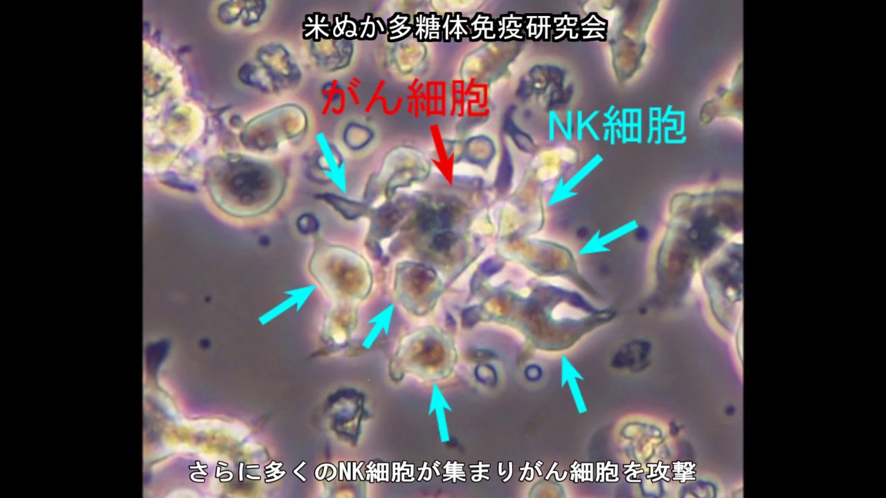 Nk細胞の活性 Rbs米ぬか多糖体免疫研究会