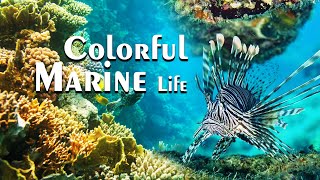 Colorful Marine Life 4K - Scenic Wildlife Film With Minimalistic Emotional Piano Relaxing Music