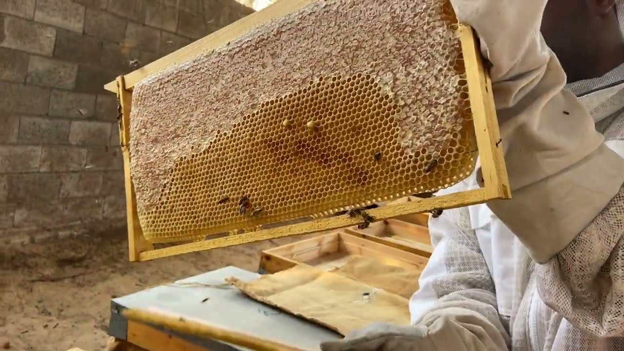 انتاج فاخر لعسل السدر 31/10/2022 🐝🍯🍯