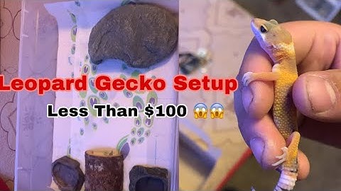 Leopard Gecko Setup For Less Than $100 Challenge 🦎