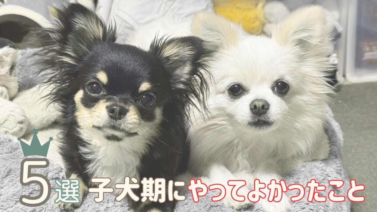 多頭飼いがうまくいった理由｜子犬期に大切にしてきた5つのこと