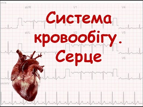 Система кровообігу. Серце