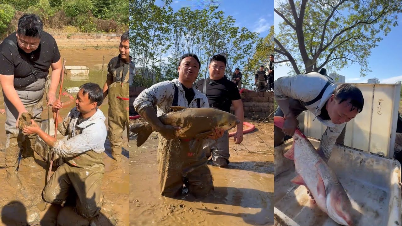 Mua ao cá cũ là thương vụ lời to hay lỗ nặng