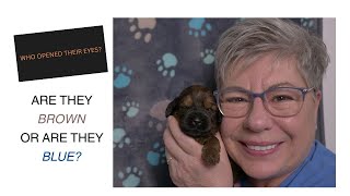 Adorable Milestone | Labradoodle Puppies Open Their Eyes | RR E 3 by Van Isle Doodles 299 views 2 months ago 30 minutes