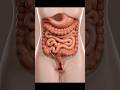 Constipation causes, symptoms and treatment/Constipation quick relief #healthcare #constipation