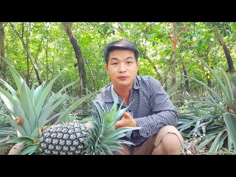 Video: Vườn Thơm Lâu Năm