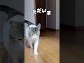 【保護猫】帰宅するとお迎えにきてくれる猫