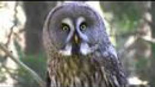 Great Grey Owl