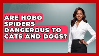 Are Hobo Spiders Dangerous To Cats And Dogs? - Insects And Invaders