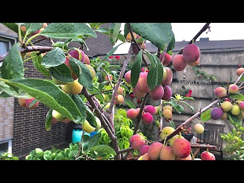 PART 1 - GROWING PLUM TREES IN CONTAINER #fruit #garden #shorts