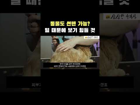 동물도 썬텐 가능? 털 때문에 보기 어렵고 보통은 발적되어 염증 생김..