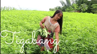 Saluyot Huge Plantation.My simple way to cook bamboo shoots with nalta jute